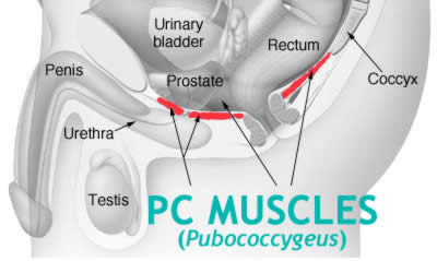 Kegels Exercises Focus On The PC Muscles (Pubococcygeus)